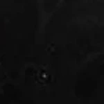 Luxe Sparkle Lace Bikini Bodysuit - Image 33